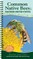 Common Native Bees of the Eastern United States