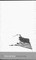 Invisible Man
