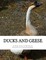 Ducks and Geese