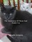 The Adventures Of Moon And Daddy Cat
