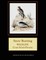 Snow Bunting