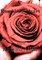 Rumbling Heart Book 1