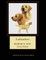 Labradors