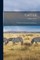 Cattle; Their Breeds, Management, and Diseases;