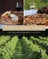 Seasons in a Vermont Vineyard