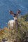 Kids Deer Journal