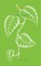 Pothos