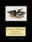 Common Wild Duck