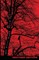 The Raven with Literary and Historical Commentary