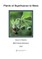 Plants of Significance to Bees