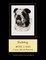 Bulldog
