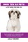 Shih Tzu as Pets