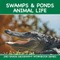 Swamps & Ponds Animal Life