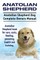 Anatolian Shepherd. Anatolian Shepherd Dog Complete Owners Manual. Anatolian Shepherd book for care, costs, feeding, grooming, health and training.