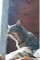 Kid's Petite Barn Cat Journal - Volume Two