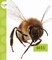 Bees