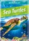 Sea Turtles
