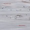 Ring-Billed Gulls