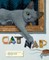 Cat Nap