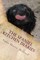 The Spaniel Kitchen Diaries
