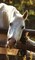 Kids Petite Equine Journal