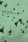 Wild Flight