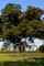 Rooted