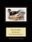 Goosander