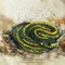 A Nake! a Nake!