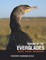 Visions of the Everglades