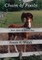 Chain of Foals