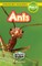 Ants