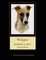 Whippet