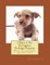 I Want A Pet Portuguese Podengo Pequeno