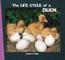 The Life Cycle of a Duck