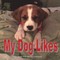 My Dog Likes