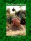 Pure Sand Gardening
