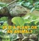 Is It a Plant or an Animal? How Do Scientists Identify Plants and Animals? Compare and Contrast Biology Grade 3 Children's Biology Books