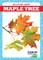 Maple Tree