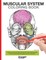 Muscular System Coloring Book