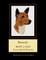 Basenji