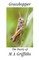 Grasshopper