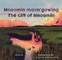 Mnoomin Maan'gowing / The Gift of Mnoomin]