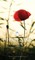 Chaplains of ANZAC