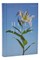 NRSV Catholic Edition Bible, Easter Lily Hardcover (Global Cover Series)