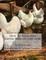 How To Raise 6000 Laying Hens on One Acre