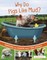 Why Do Pigs Like Mud?