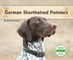 German Shorthaired Pointers