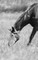 Petite Equine Journal