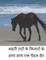 A walk along the shores of the Outer Banks for Hindi speakers
